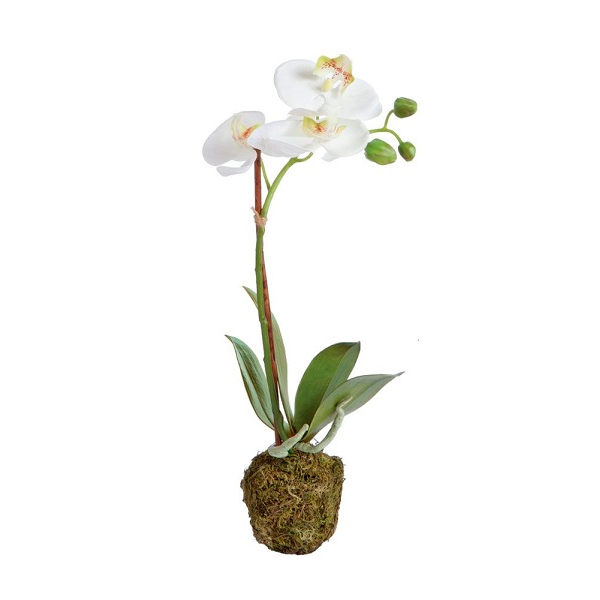 ORQUIDEA CHICA