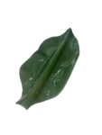 CENTRO DE MESA HOJA VERDE